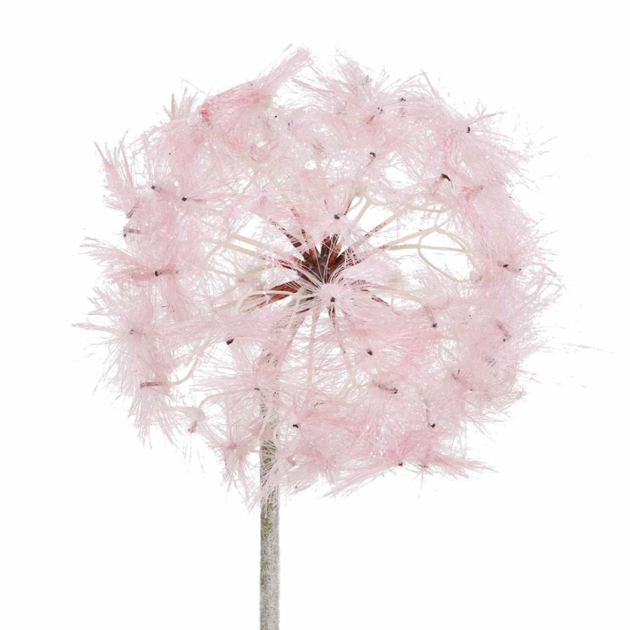 Goodwill kersttak - Dandelion roze - 88cm