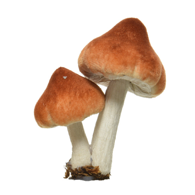 Decoris kerstornament - Paddenstoel - Op clip